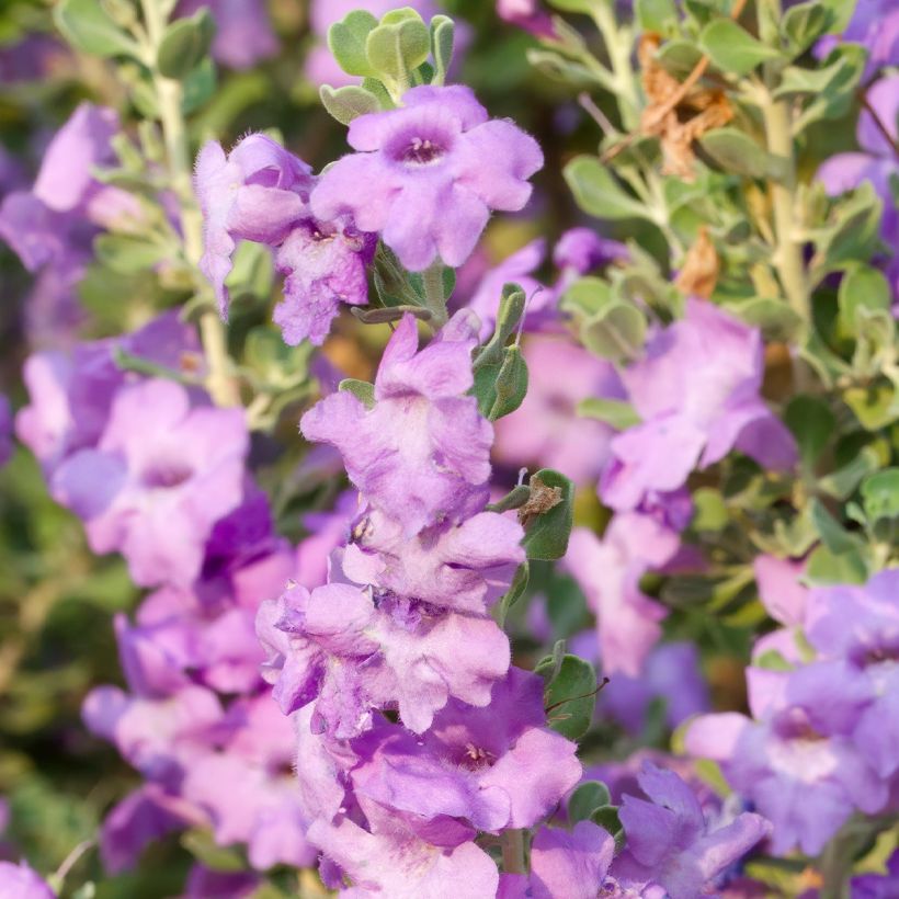 Leucophyllum langmaniae - Sauge du Rio Bravo (Flowering)