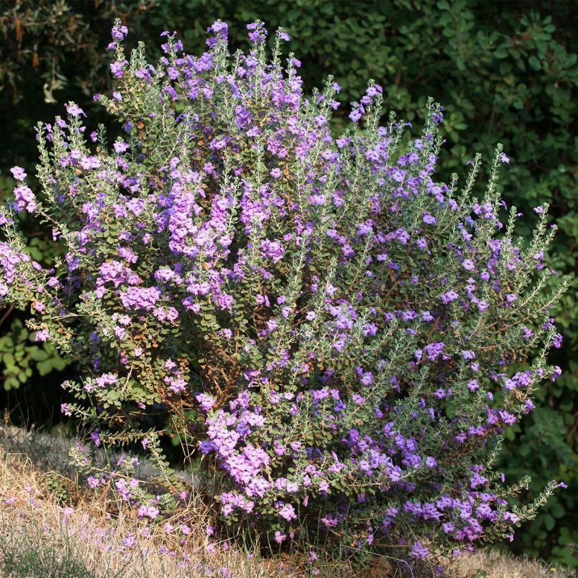 Leucophyllum langmaniae - Sauge du Rio Bravo (Plant habit)