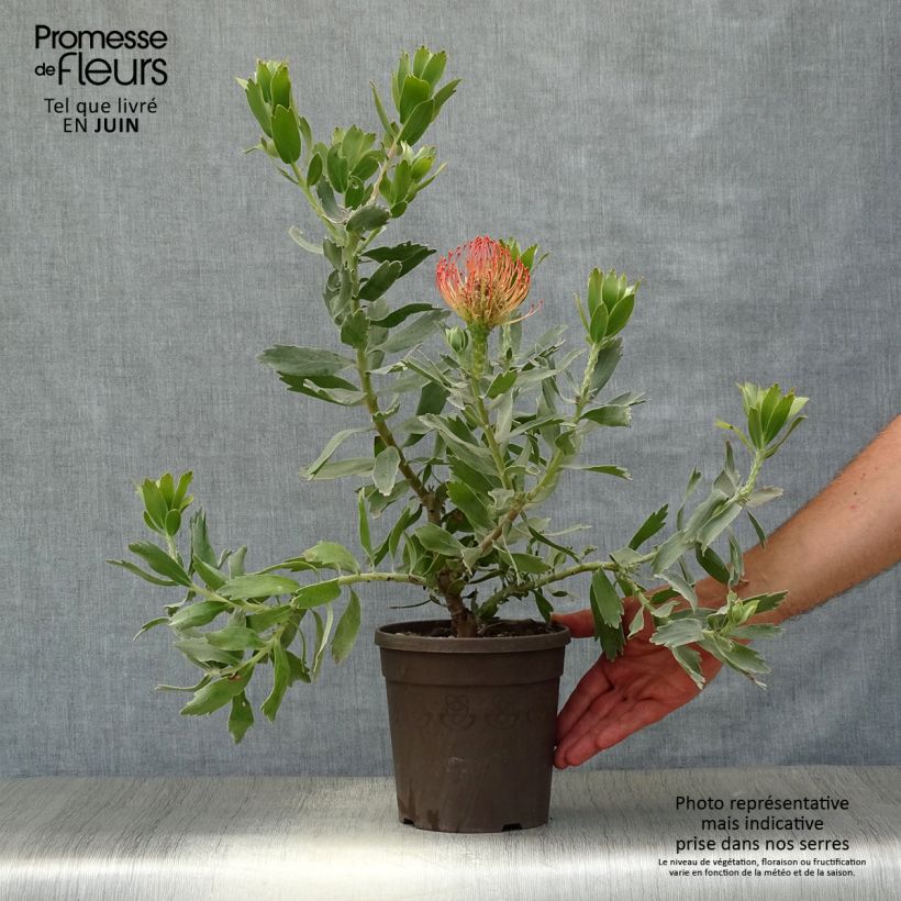 Spécimen de Leucospermum Carnival Red - Pelote d'épingles Pot de 2L/3L tel que livré en été