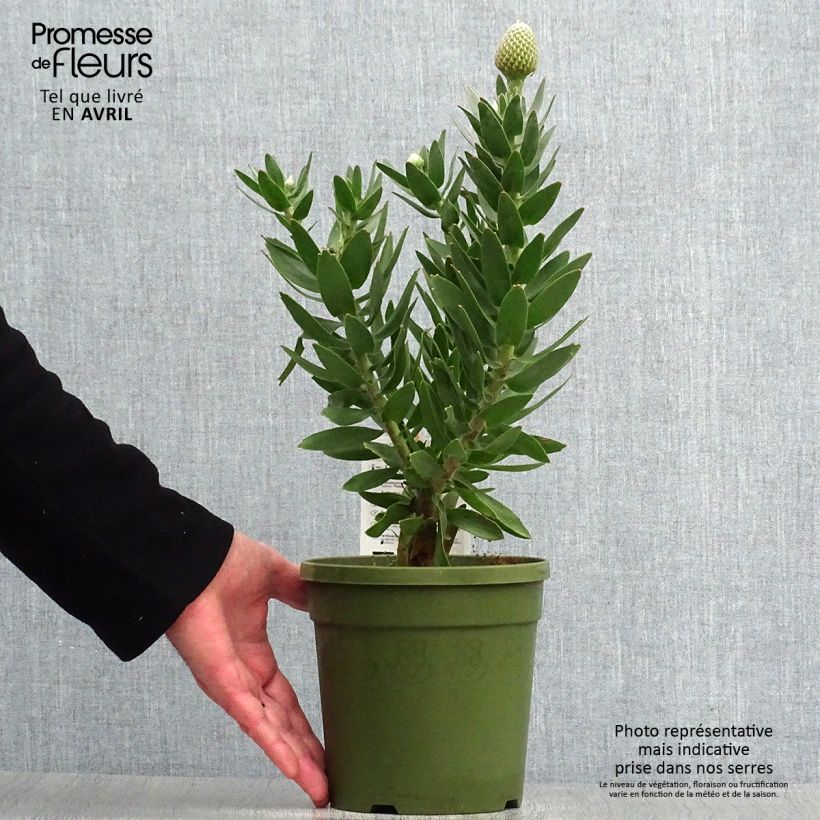 Spécimen de Leucospermum Yellow Carnival - Pelote d'épingles Jaune Pot de 2L/3L tel que livré au printemps