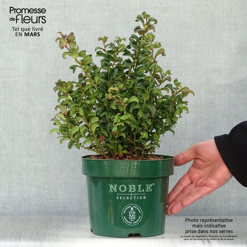 Spécimen de Leucothoe axillaris Twisting Red Pot de 3L/4L tel que livré au printemps