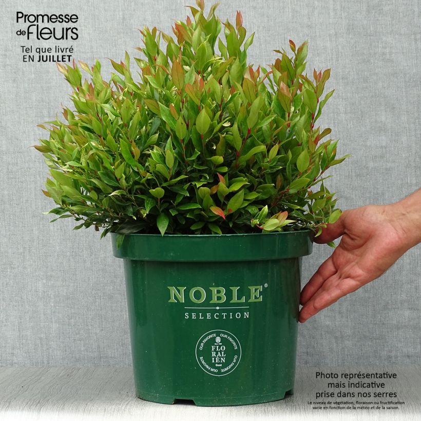 Spécimen de Leucothoe fontanesiana Little Flames Pot de 7,5L/10L tel que livré en été