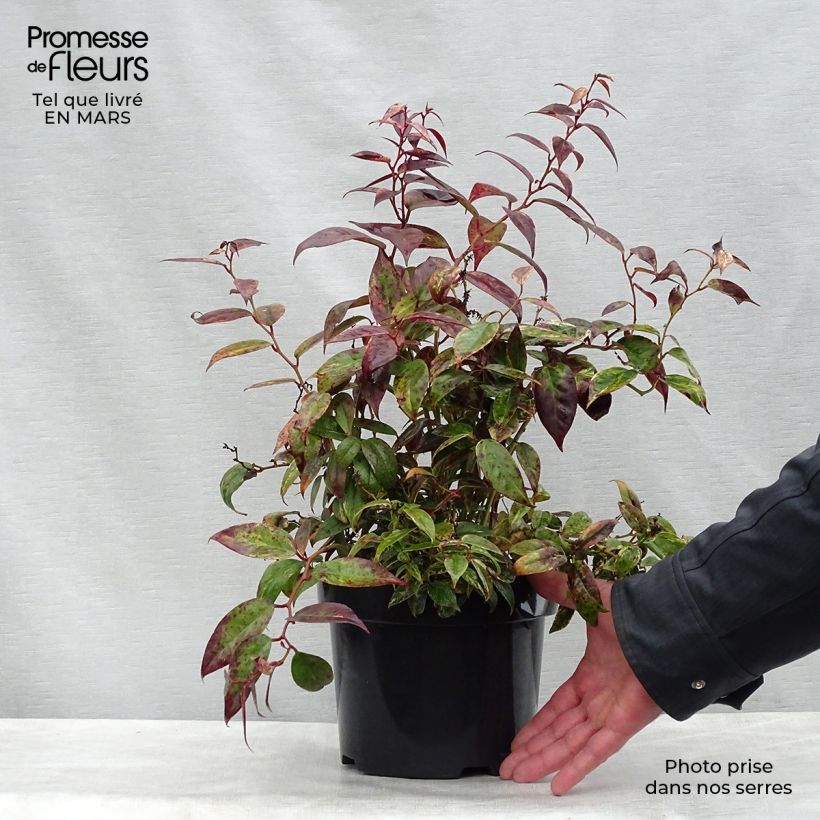 Spécimen de Leucothoe fontanesiana Makijaz Pot de 3L/4L tel que livré au printemps