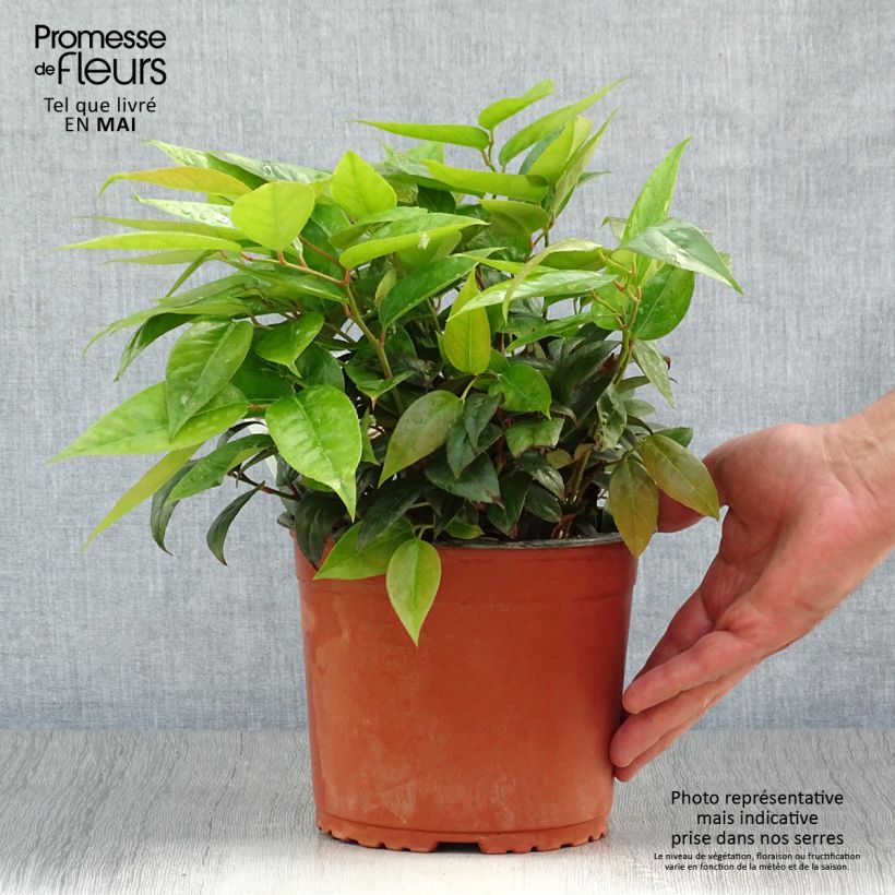 Spécimen de Leucothoe fontanesiana Zebonard - Leucothoe walteri Zebonard Pot de 2L/3L tel que livré au printemps