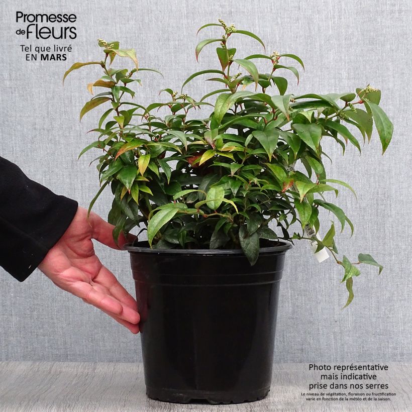 Spécimen de Leucothoe fontesiana Dark Diamond  Pot de 4L/5L tel que livré au printemps