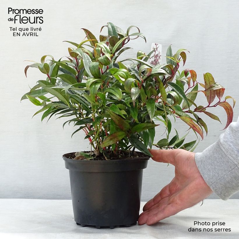 Spécimen de Leucothoe keiskei Burning Love Pot de 2L/3L tel que livré au printemps