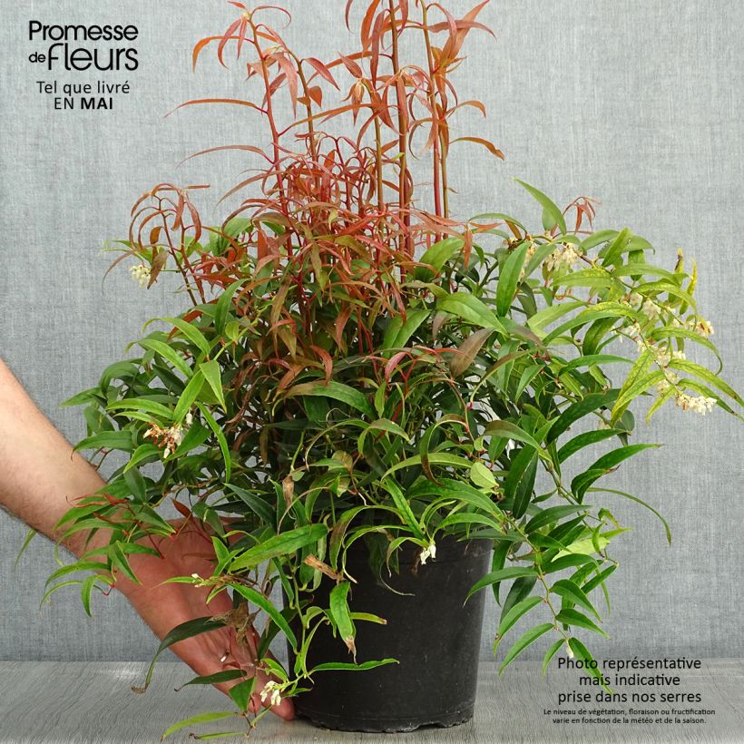 Spécimen de Leucothoe keiskei Halloween Pot de 4L/5L tel que livré au printemps