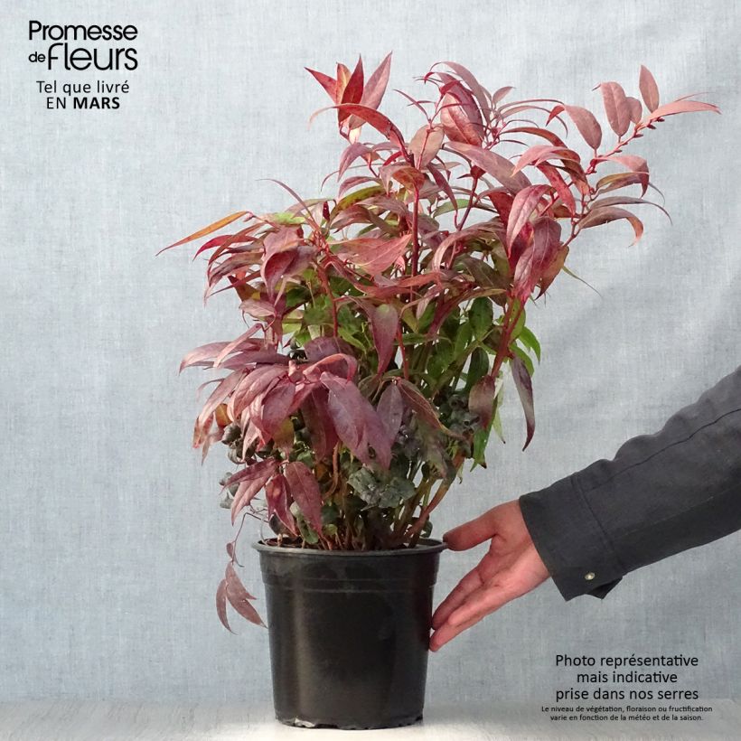 Spécimen de Leucothoe walteri Royal Ruby Pot de 2L/3L tel que livré au printemps