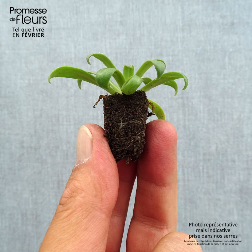 Example of Lewisia cotyledon Elise Golden Yellow Mini-motte Ø 1,5/2,5 cm as you get in automne