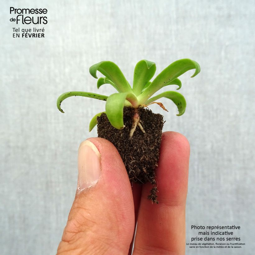 Spécimen de Lewisia cotyledon Elise Ruby Red  Mini-motte Ø 1,5/2,5 cm tel que livré en automne