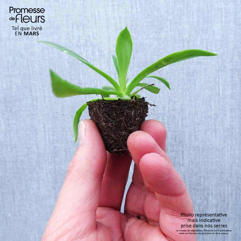 Spécimen de Lewisia cotyledon Elise en mélange Jardimotte : motte 3,8 cm x 3,2 cm en plaque de culture par 16 tel que livré au printemps