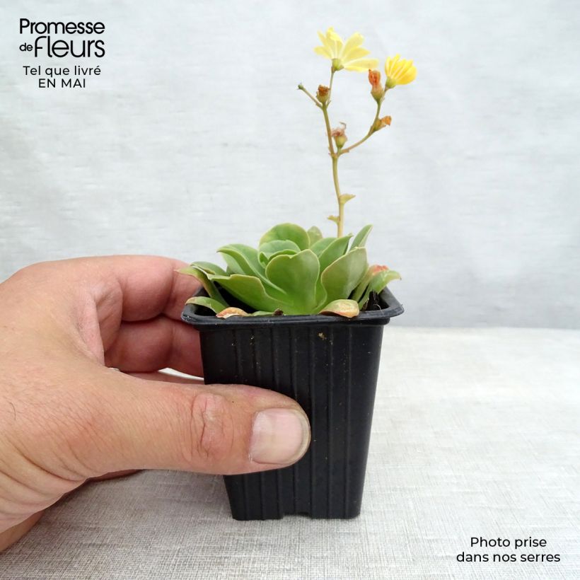 Spécimen de Lewisia cotyledon en mélange Godet de 7/8 cm tel que livré au printemps