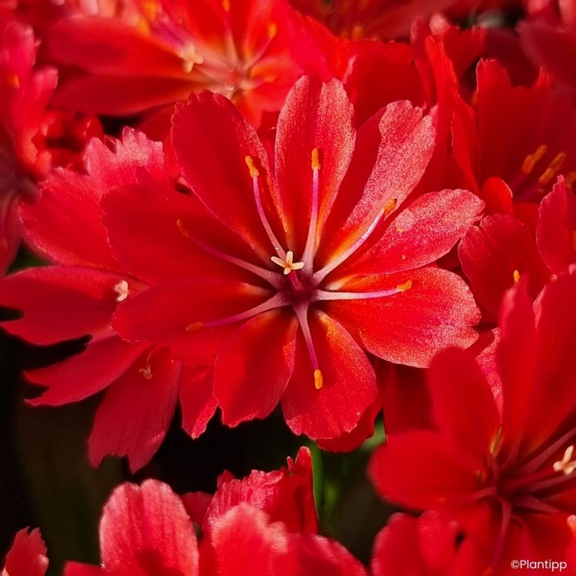 Lewisia Sunset Glow (Flowering)