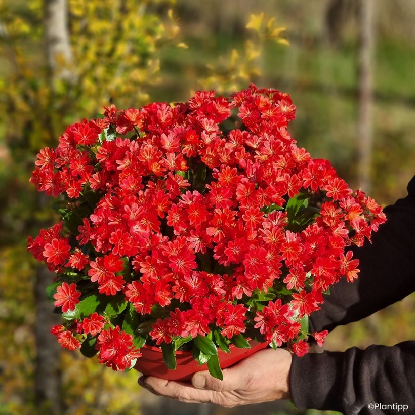 Lewisia Sunset Glow (Plant habit)