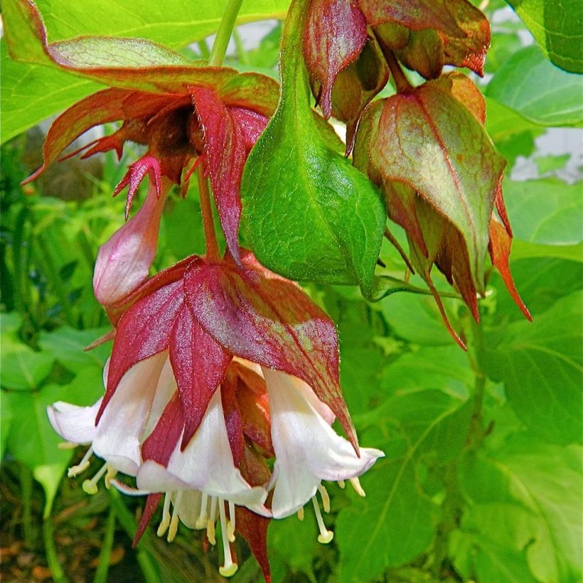 Arbre aux faisans - Leycesteria formosa (Flowering)