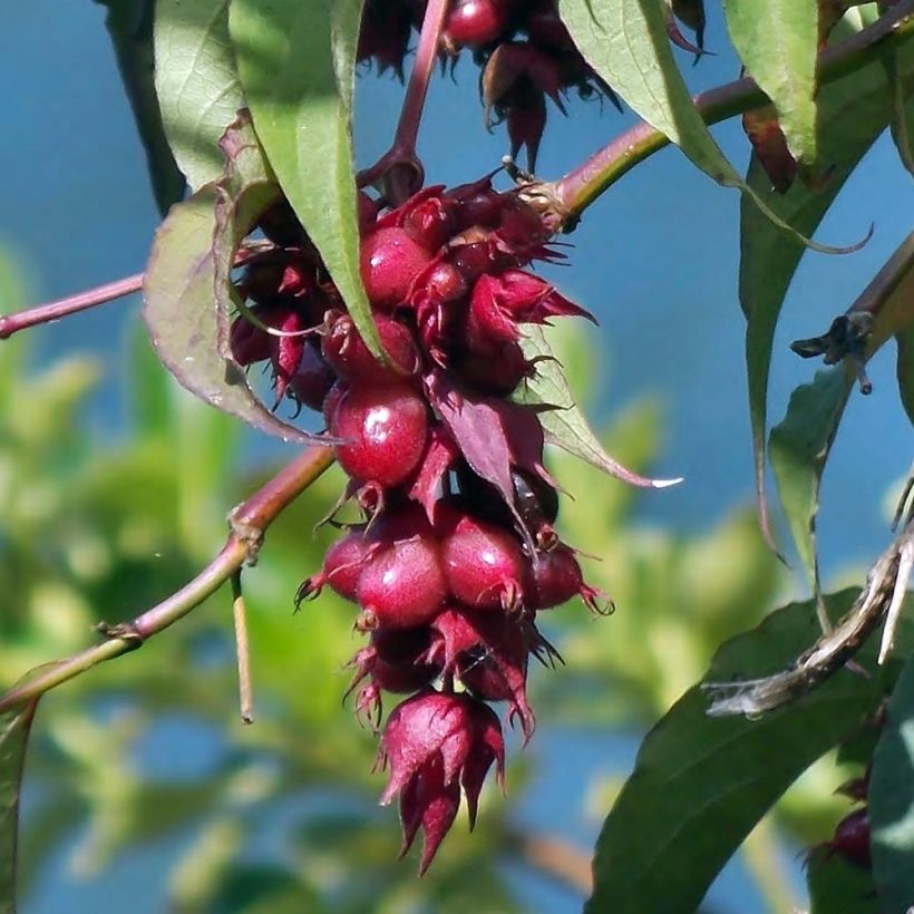 Arbre aux faisans - Leycesteria formosa (Harvest)