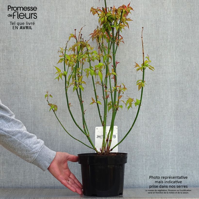 Spécimen de Leycesteria formosa Golden Lanterns - Arbre aux faisans Pot de 2L/3L tel que livré au printemps