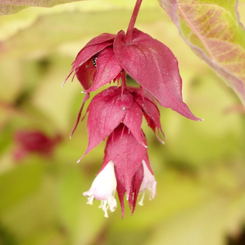 Leycesteria formosa Golden Lanterns - Arbre aux faisans (Floraison)