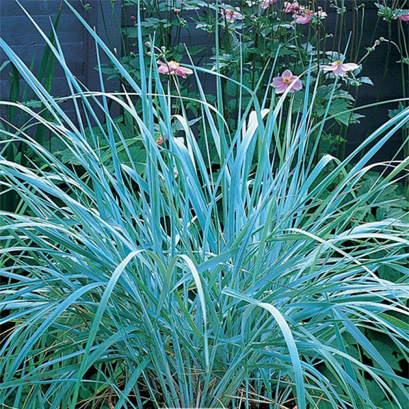 Leymus arenarius - Blé d'Azur (Plant habit)