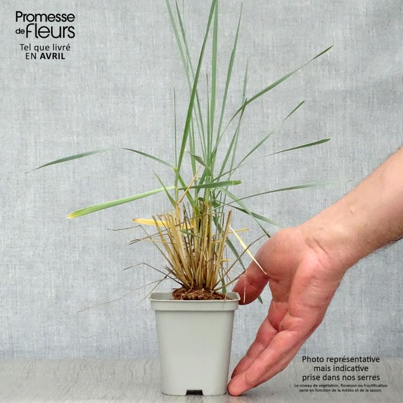 Example of Leymus arenarius - Blé d'Azur Godet de 8/9 cm as you get in printemps