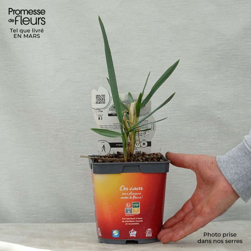 Example of Leymus arenarius - Blé d'Azur Pot de 2L/3L as you get in printemps