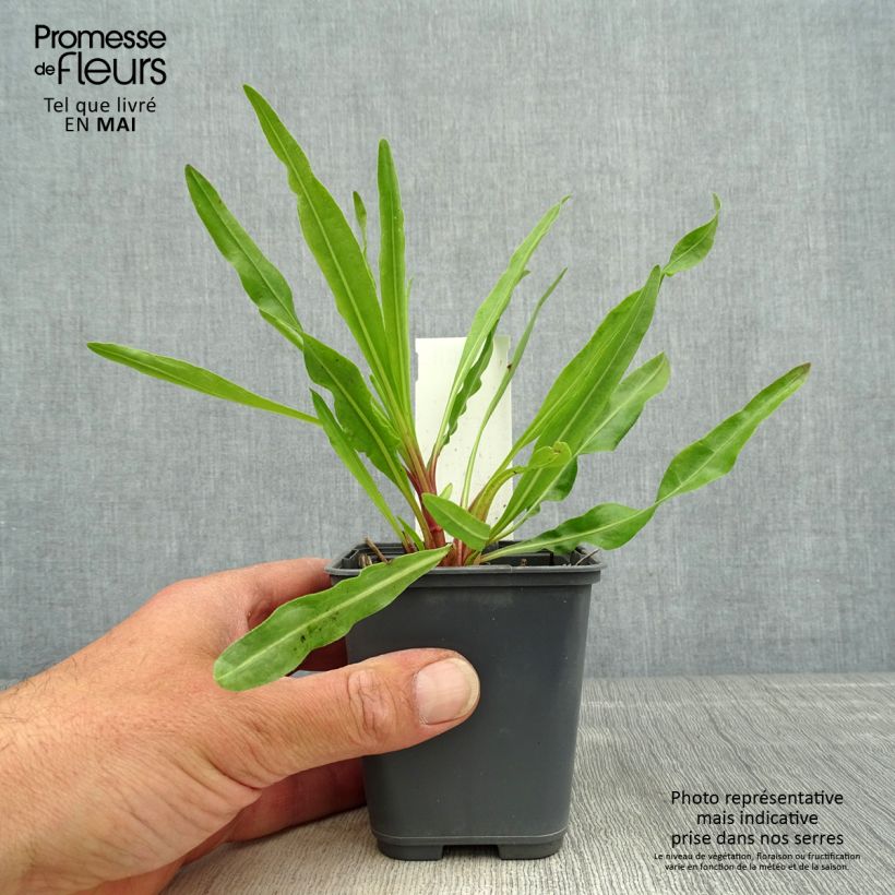 Example of Liatris ligulistylis, Plume du Kansas Godet de 8/9 cm as you get in printemps