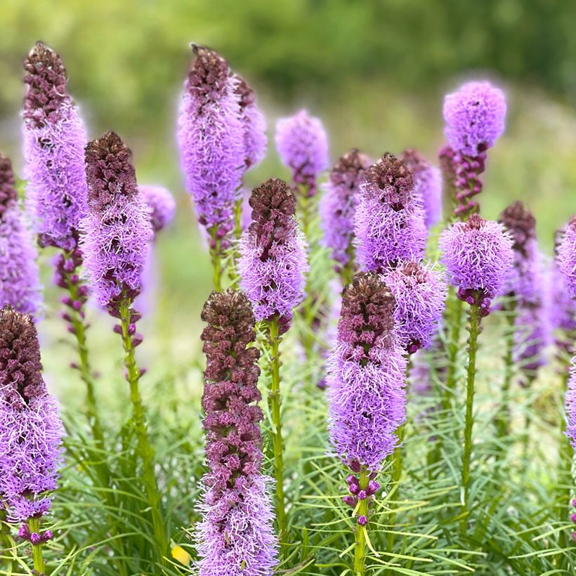 Liatris spicata, Liatride à épis, Plume du Kansas (Floraison)