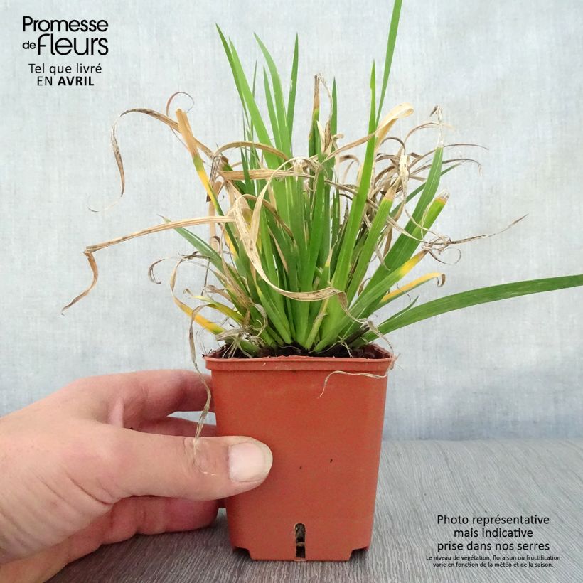 Spécimen de Libertia grandiflora  Godet de 8/9 cm tel que livré au printemps