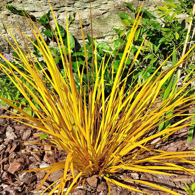 Libertia ixioides Goldfinger (Plant habit)