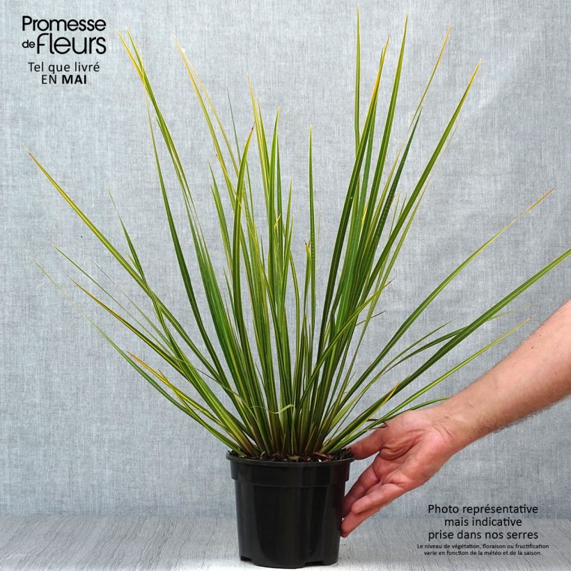 Example of Libertia ixioides Goldfinger Pot de 2L/3L as you get in printemps