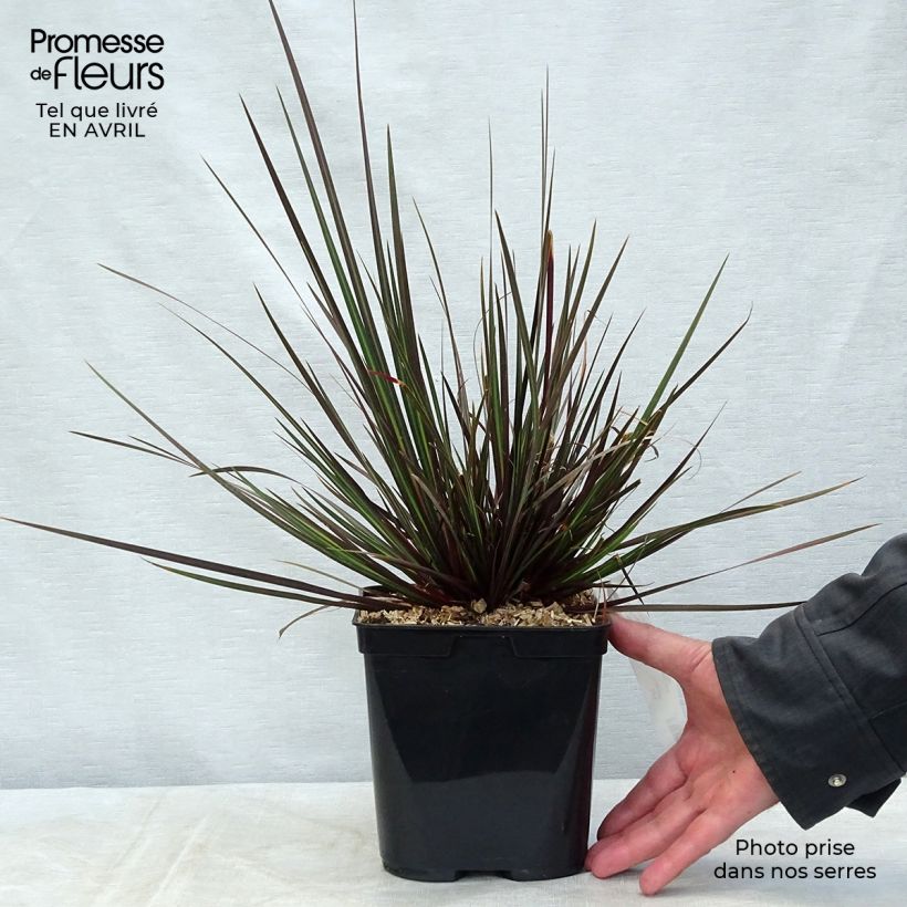 Example of Libertia ixioides Taupo Sunset - Iris de Nouvelle-Zélande Pot de 2L/3L as you get in printemps