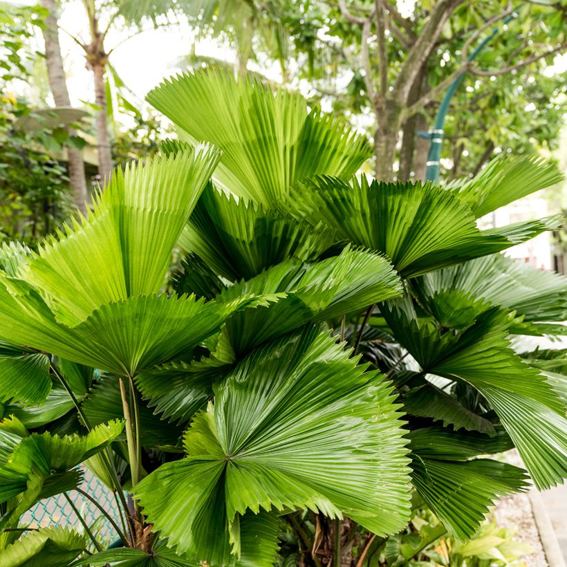 Licuala grandis - Palmier cuillère (Feuillage)