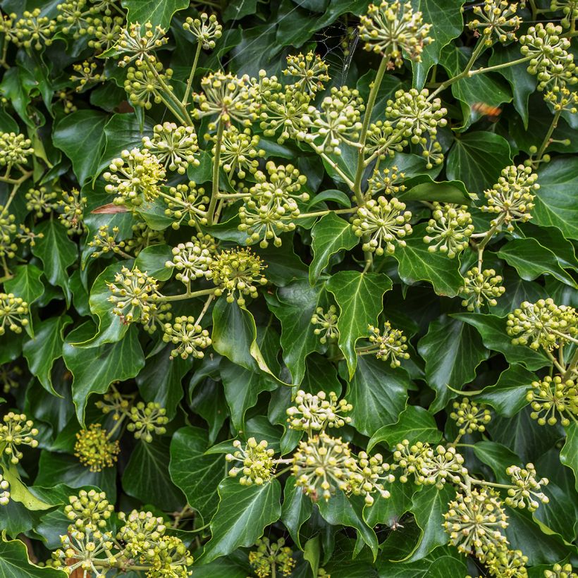 Lierre arbustif - Hedera helix Arborescens (Floraison)
