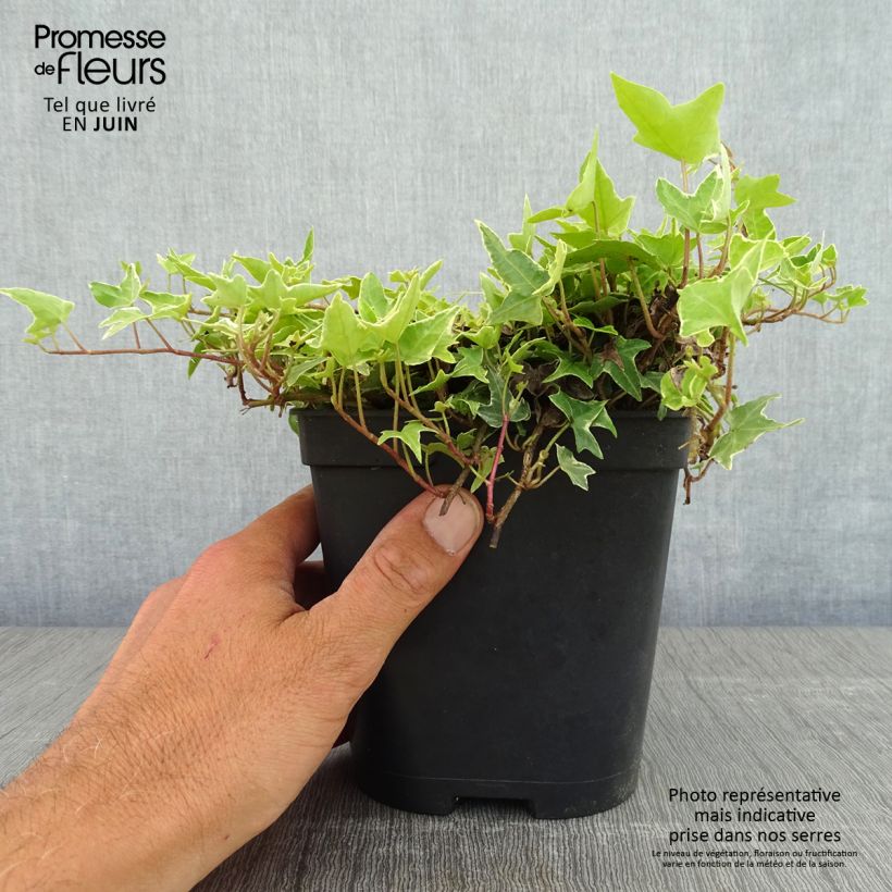 Spécimen de Lierre commun - Hedera helix Glacier Pot de 2L/3L tel que livré au printemps