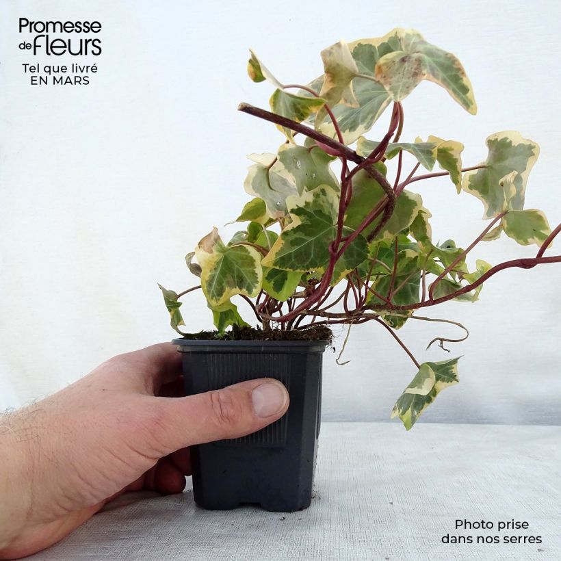 Spécimen de Lierre commun - Hedera helix Goldchild Godet de 8/9 cm tel que livré au printemps