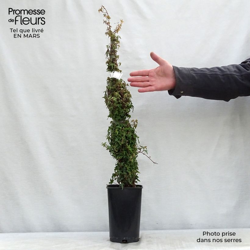 Example of Lierre commun - Hedera helix Needlepoint Pot de 2L/3L as you get in printemps