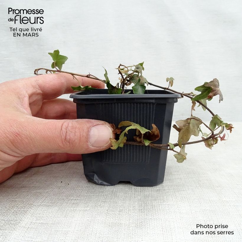 Spécimen de Lierre commun - Hedera helix Godet de 8/9 cm tel que livré au printemps
