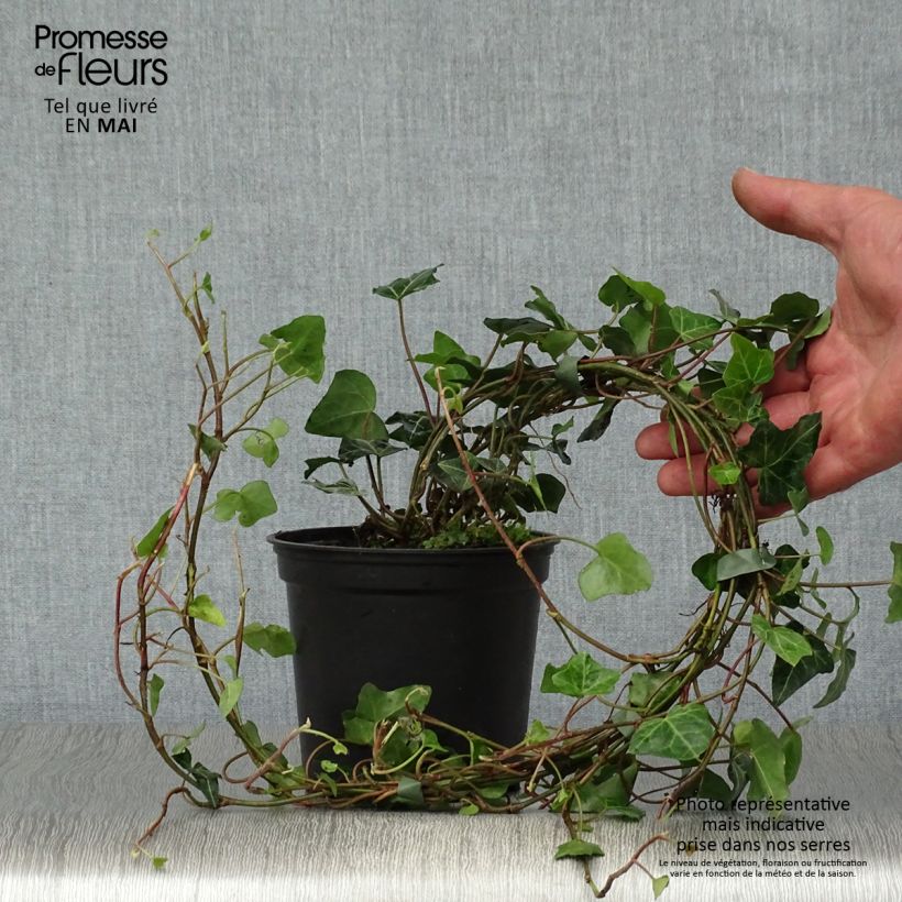 Spécimen de Lierre commun - Hedera helix Pot de 1L/1,5L tel que livré au printemps