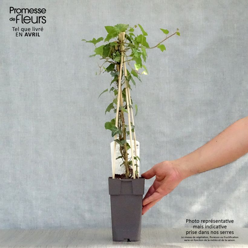 Spécimen de Lierre commun - Hedera helix Pot de 2L/3L, Plante forte de + 18 mois tel que livré au printemps