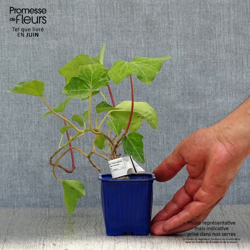 Spécimen de Lierre couvre-sol Hedera Algerian Bellecour® Godet de 7/8 cm tel que livré en été
