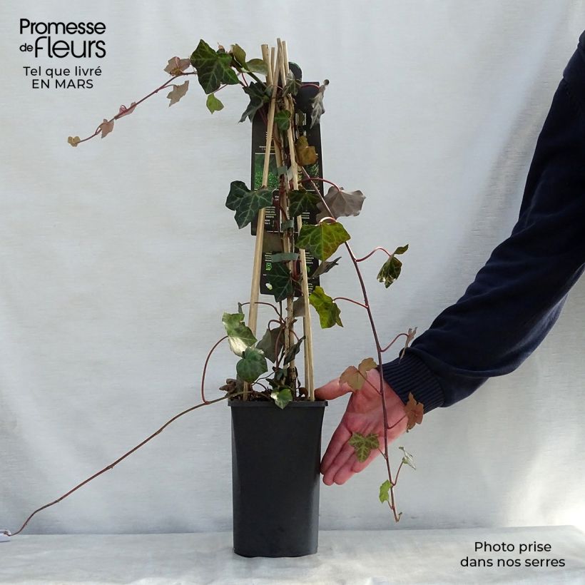 Example of Lierre d'Irlande - Hedera hibernica Pot de 1L/1,5L as you get in printemps