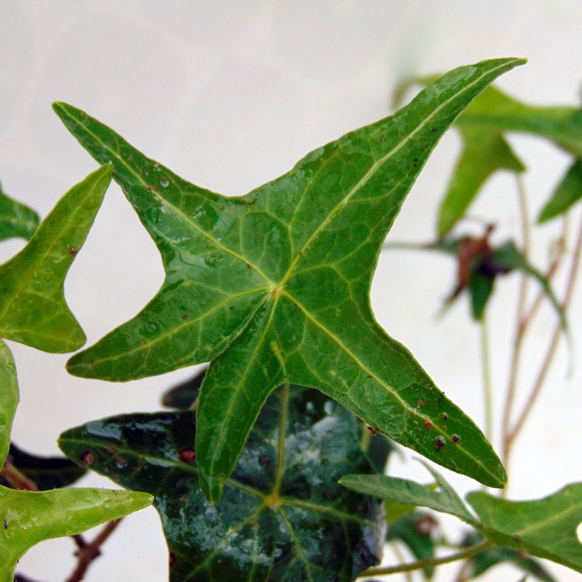 Lierre d'ornement - Hedera helix Sagittifolia (Foliage)