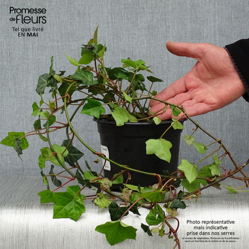 Example of Lierre d'Irlande - Hedera hibernica Pot de 2L/3L as you get in printemps