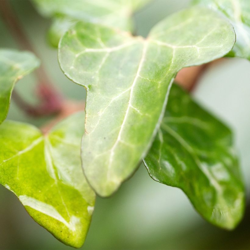 Lierre d'ornement - Hedera helix Jake  (Foliage)