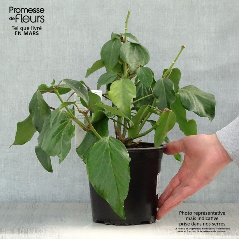Spécimen de Lierre de Colchide - Hedera colchica Arborescens (Fall Favorite) Pot de 2L/3L tel que livré au printemps