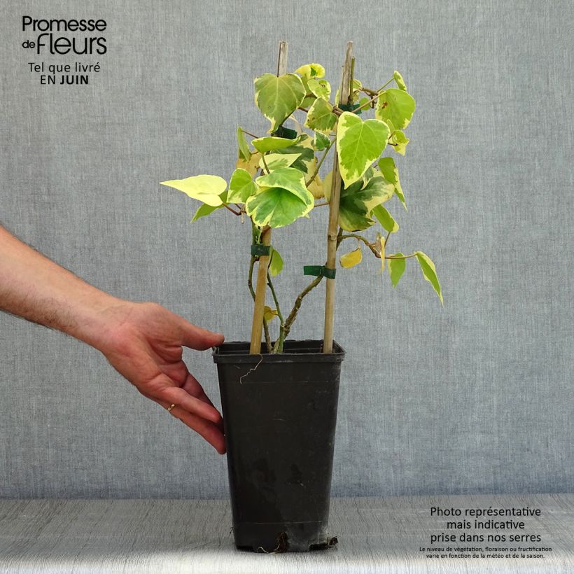 Example of Lierre de Colchide - Hedera colchica Dentata Variegata Pot de 2L/3L as you get in printemps