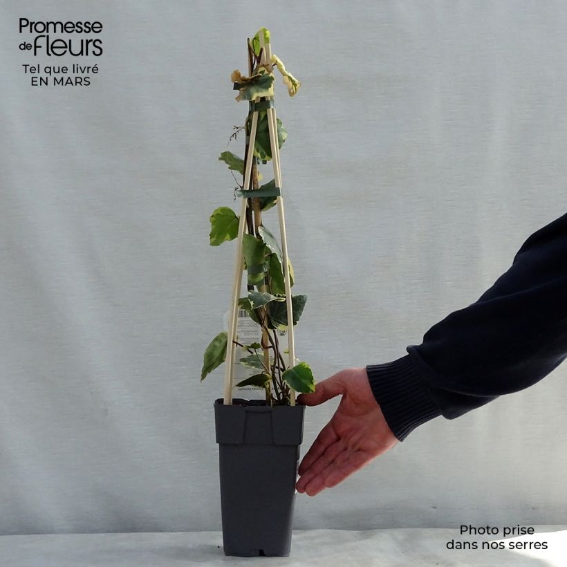 Example of Lierre de Colchide - Hedera colchica Dentata Variegata Pot de 1L/1,5L as you get in printemps