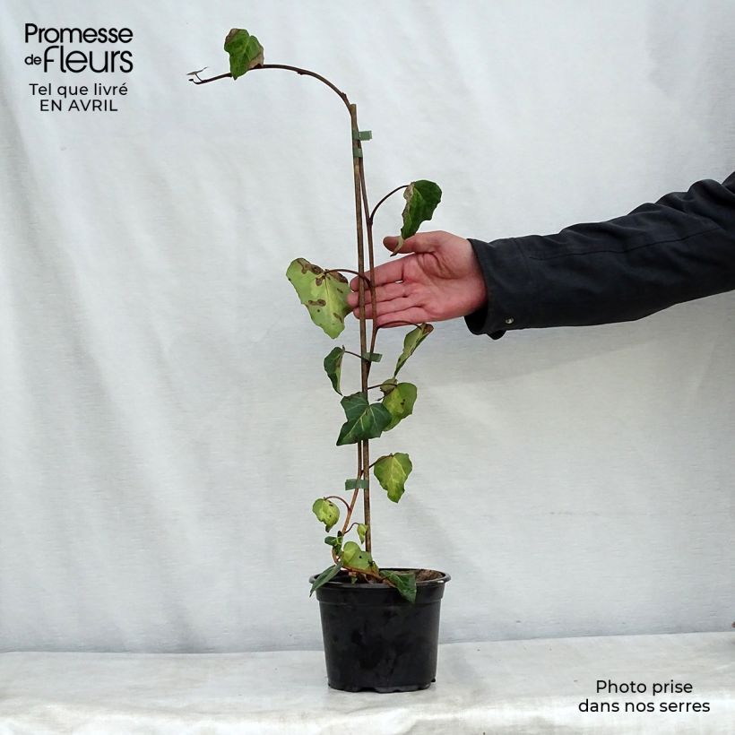 Spécimen de Lierre de Colchide - Hedera colchica Sulphur Heart Pot de 1,5L/2L tel que livré au printemps