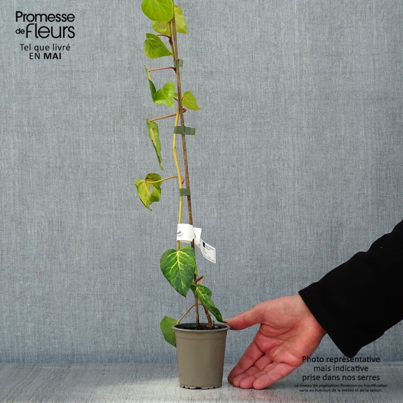 Spécimen de Lierre de Colchide - Hedera colchica Sulphur Heart Godet de 8/9 cm tel que livré au printemps