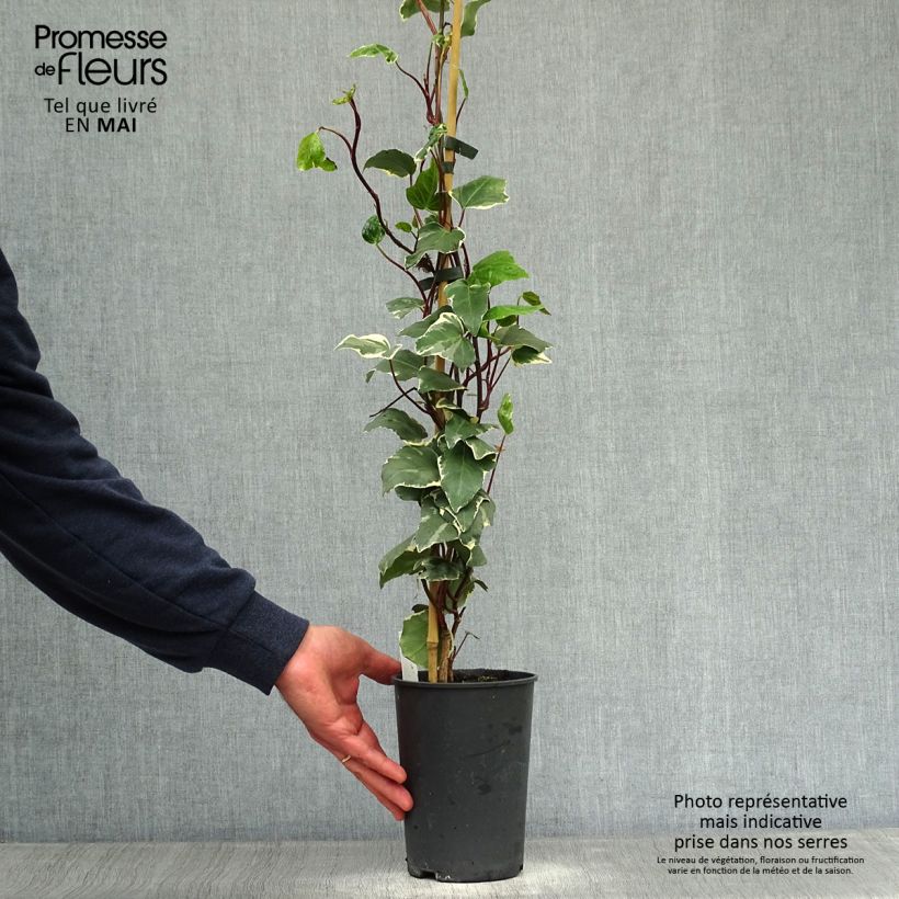 Spécimen de Lierre des Canaries - Hedera algeriensis Gloire de Marengo Pot de 2L/3L tel que livré au printemps